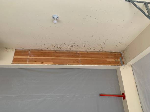 Best Basement Mold Removal  in Lead, SD